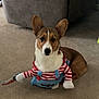 dog, corgi, costume, striped_clothing, fake_knife, carpet, indoor, pet, brown_and_white, ears, sitting, cute, animal, home, furniture, couch, looking, attentive, playful, funny