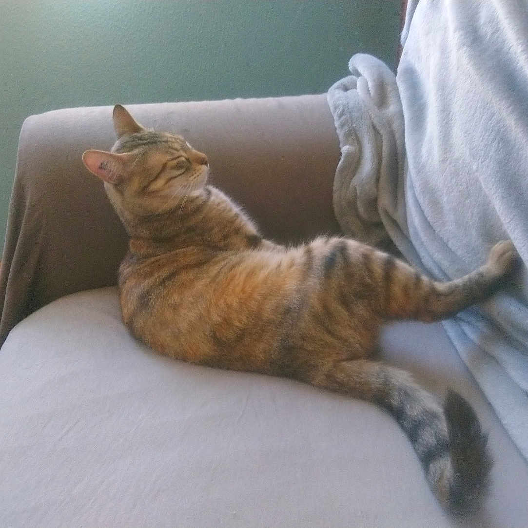 Dewi a rejoint le concours — aidez-le/la à gagner de superbes lots ! cat, tabby, pet, animal, feline, striped_fur, lounging, sitting, relaxed, curled_tail, armchair, blanket, couch, indoor, home, living_room, tiled_floor, blue_wall, cozy, portrait