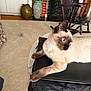 animal, black_bag, blue_eyes, carpet, cat, chair, cozy, curious, domestic_animal, fireplace, furniture, home_decor, indoor, living_room, pet, relaxed, resting, siamese_cat, vase, wooden_chair