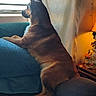 animal, blanket, brown_fur, couch, cozy, curtain, dog, domestic, furniture, holiday_decor, home, indoor, lamp, looking_out, pet, relaxed, resting, side_view, warm_lighting, window