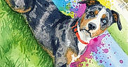 Bean joined the competition — help win amazing prizes! animal, artistic, black, blue_eyes, brown, collar, colorful_splashes, creative, dog, grass, illustration, nature, outdoor, painting, pet, playful, portrait, stick, watercolor, white