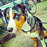 Bean is registered to the contest to win money with this photo: animal, bicycle, blue_eyes, calm, chain, close_up, concrete, daylight, dog, ears, fur, garden_tools, leash, leaves, outdoor, pensive, pet, sitting, snout, tricolor