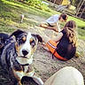 Bean is registered to the contest to win money with this photo: backyard, blue_eye, brown_eye, casual_clothing, children, collar, curious, daytime, dirt, dog, fence, grass, heterochromia, nature, outdoor, playing, puppy, relaxed, summer, sunlight