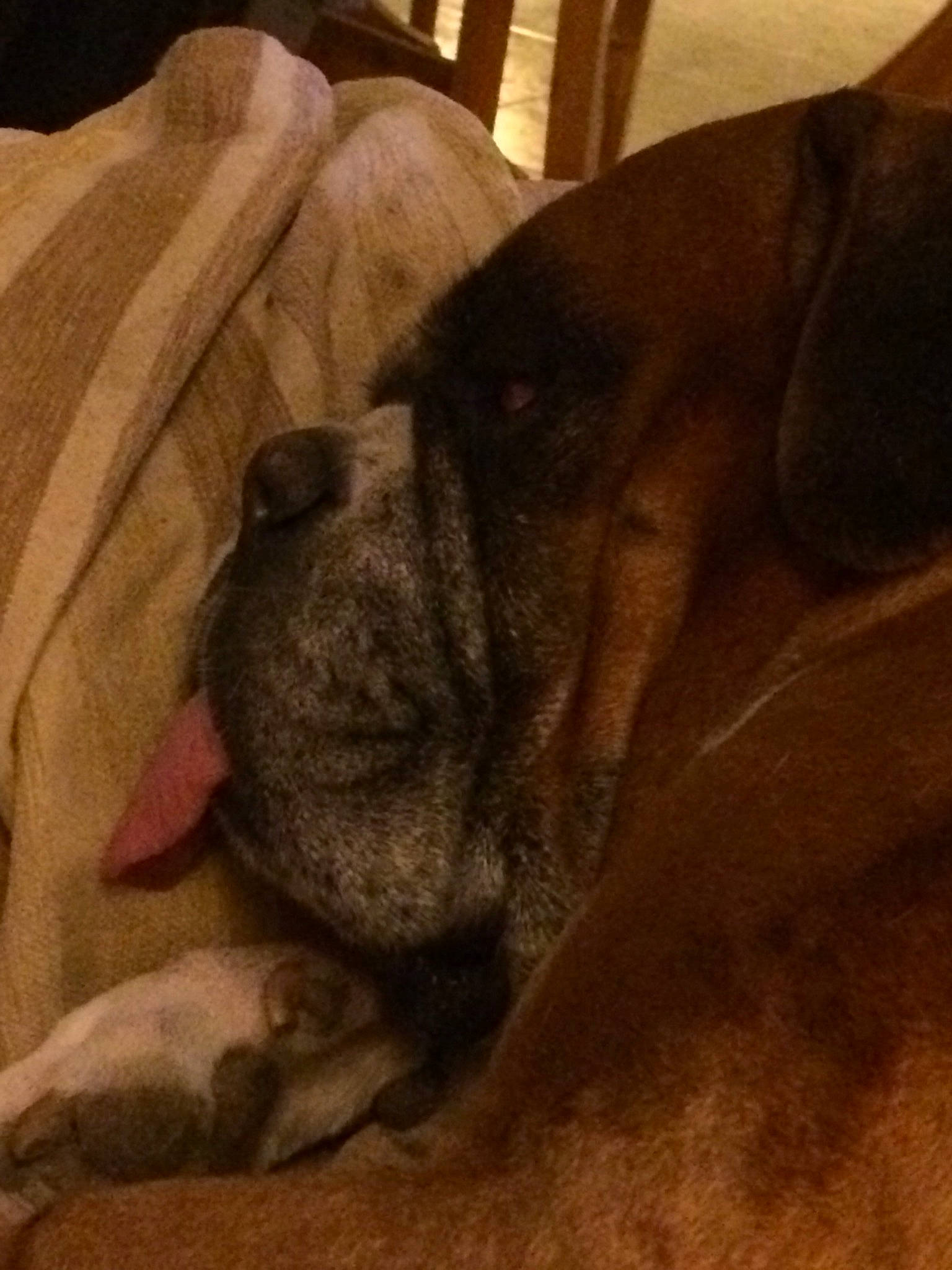 Darwin a rejoint le concours — aidez-le/la à gagner de superbes lots ! boerboel, boxer, bullmastiff, cane_corso, canidae, carnivore, companion_dog, dog, dog_breed, english_mastiff, fawn, fila_brasileiro, great_dane, guard_dog, non_sporting_group, puppy, snout, wrinkle