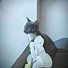 cat, gray_cat, white_cat, flower, orchid, indoor, window, looking_out, pet, animal, curious, soft_light, plant, nature, flora, domestic_animal, feline, closeup, still_life, calm