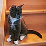 Nala a rejoint le concours — aidez-le/la à gagner de superbes lots ! cat, kitten, tuxedo_cat, stairs, wood, pet, animal, fur, whiskers, paws, curious, indoors, young, cute, sitting, looking, side_view, domestic_cat, feline, cozy