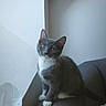 Nala participe au concours pour gagner de l'argent avec cette photo : cat, kitten, gray_cat, white_paws, indoor, window_light, curious, pet, feline, young_cat, couch, domestic_cat, whiskers, ears, sitting, looking_up, soft_light, minimalist, home, cozy