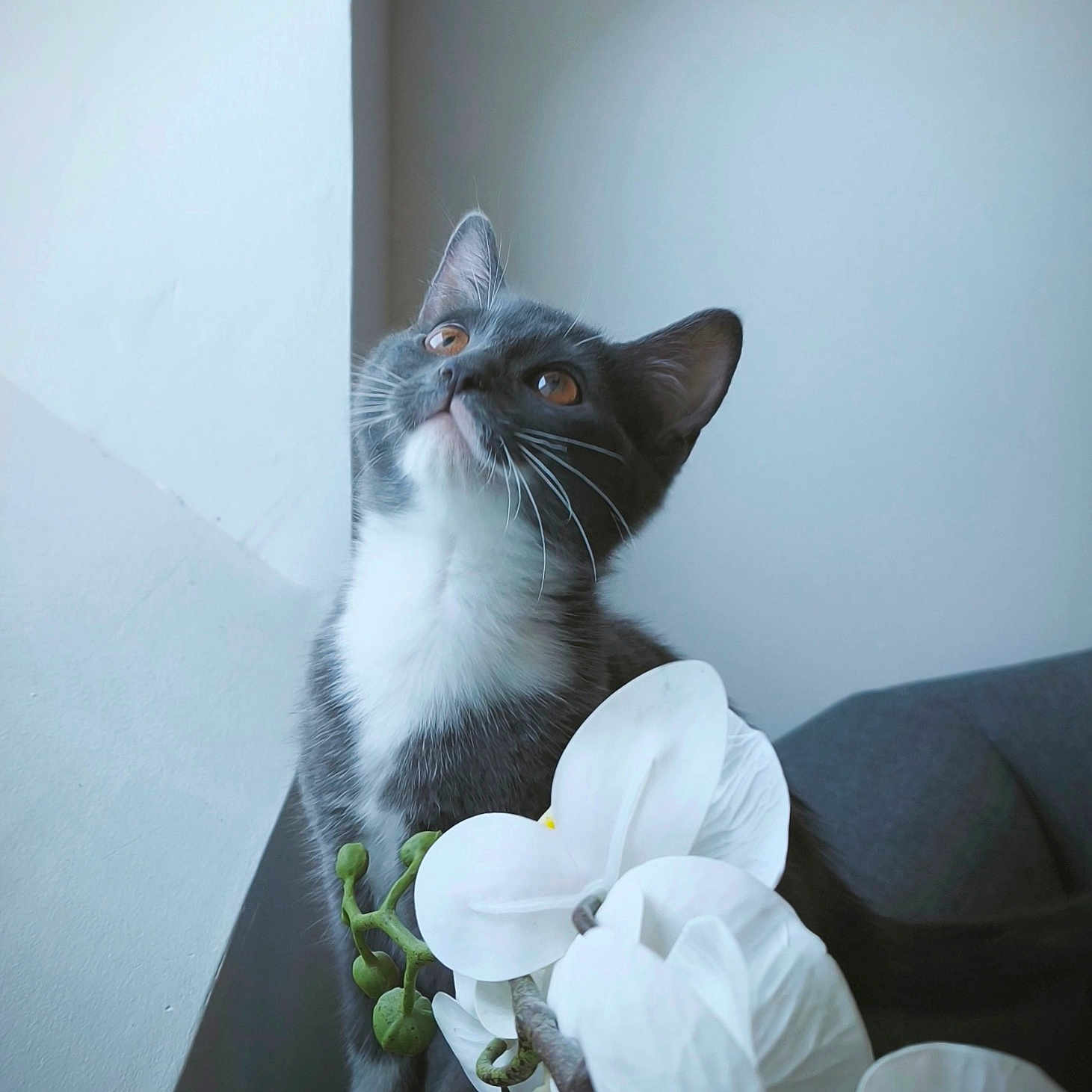 Nala a rejoint le concours — aidez-le/la à gagner de superbes lots ! cat, kitten, gray_cat, white_fur, flowers, orchid, plant, indoor, window_light, curious, pet, animal, whiskers, ears, closeup, soft_light, nature, flora, cute, domestic_animal