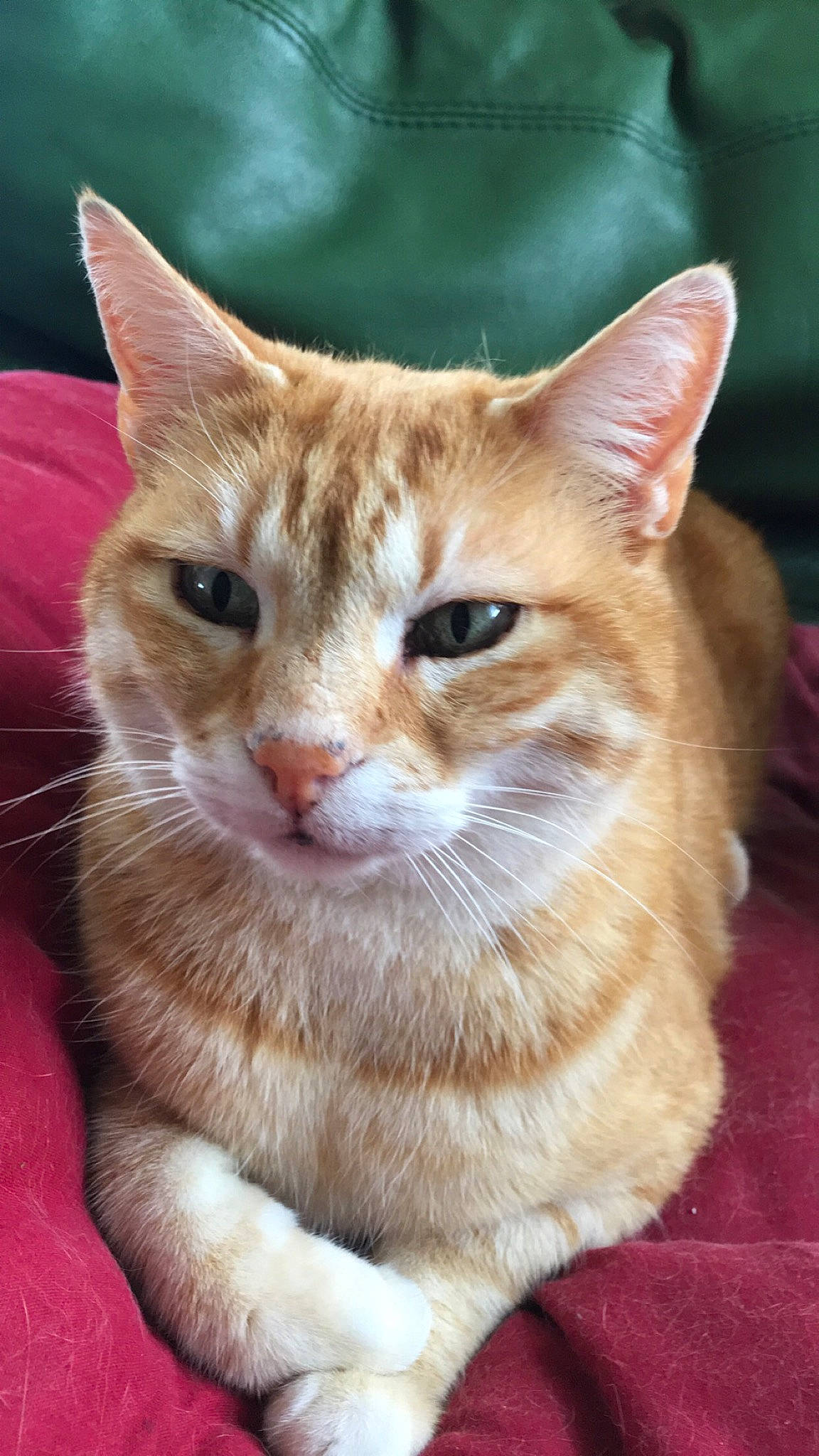 Raoul a rejoint le concours — aidez-le/la à gagner de superbes lots ! aegean_cat, american_wirehair, arabian_mau, asian, australian_mist, carnivore, cat, domestic_short_haired_cat, european_shorthair, fawn, felidae, german_rex, kitten, mammal, small_to_medium_sized_cats, snout, tabby_cat, vertebrate, whiskers