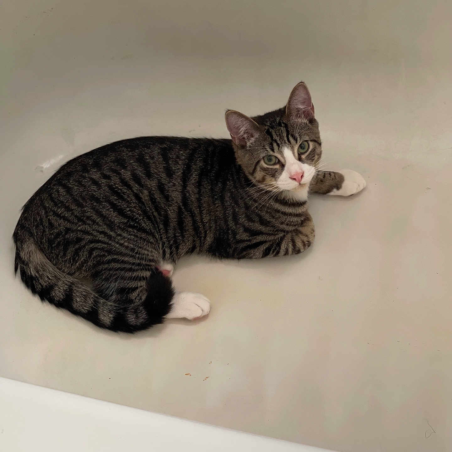 Jack joined the competition — help win amazing prizes! abyssinian, animal, bathing, bathtub, cat, indoors, kitten, manx, person, pet, tap, tub