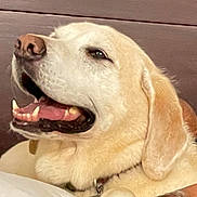 Vannah joined the competition — help win amazing prizes! dog, labrador_retriever, pet, canine, happy, smiling, close_up, fur, mouth_open, teeth, tongue, ears, collar, domestic_animal, animal, portrait, indoor, cute, friendly, mammal