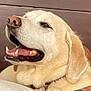dog, labrador_retriever, pet, canine, happy, smiling, close_up, fur, mouth_open, teeth, tongue, ears, collar, domestic_animal, animal, portrait, indoor, cute, friendly, mammal