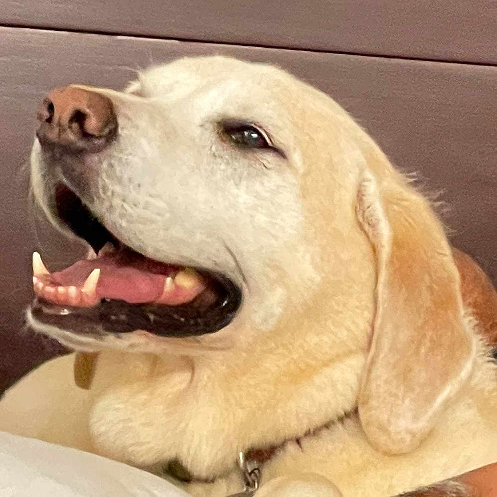 Vannah joined the competition — help win amazing prizes! animal, canine, close_up, collar, cute, dog, domestic_animal, ears, friendly, fur, happy, indoor, labrador_retriever, mammal, mouth_open, pet, portrait, smiling, teeth, tongue