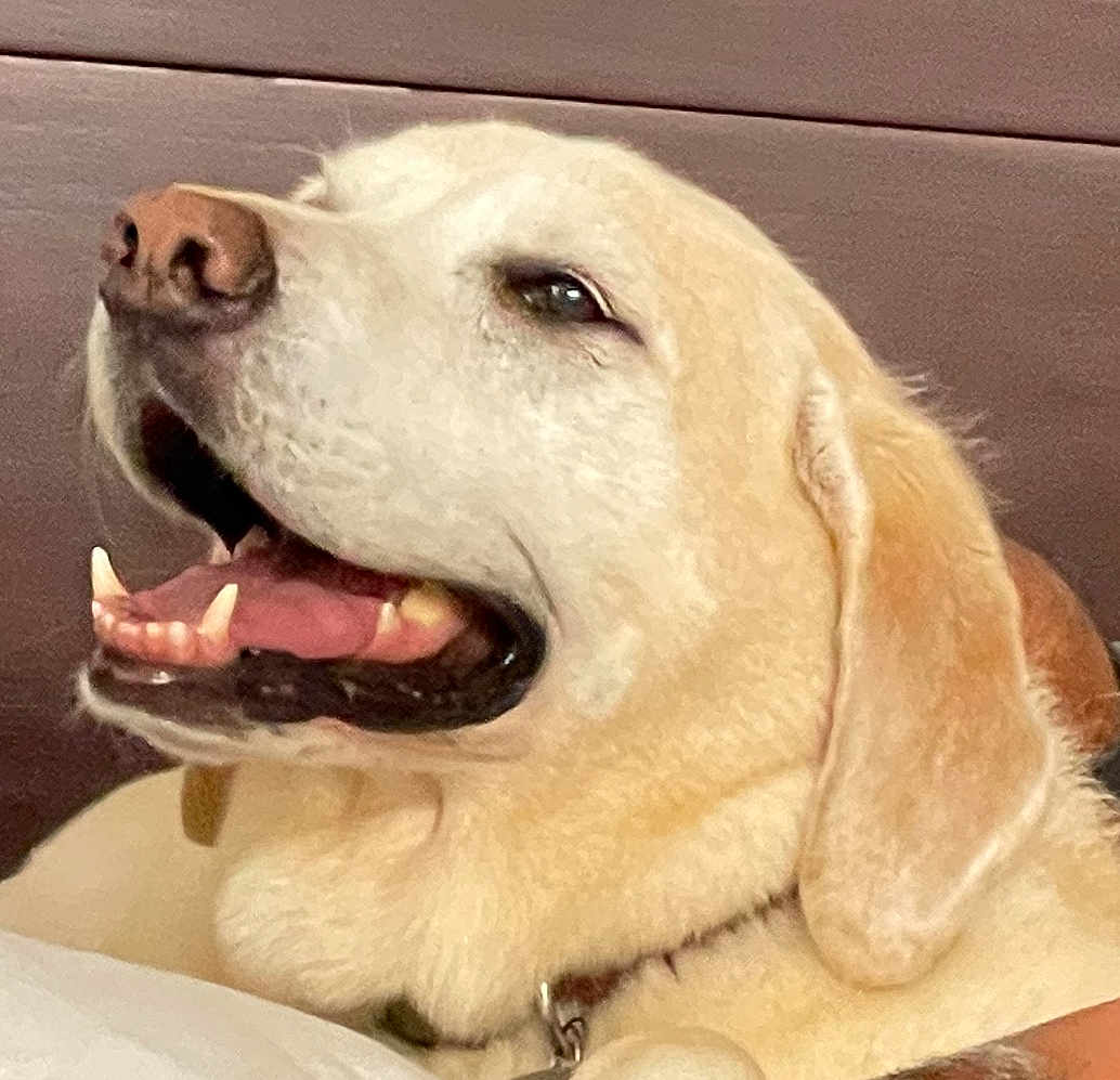 Vannah joined the competition — help win amazing prizes! dog, labrador_retriever, pet, canine, happy, smiling, close_up, fur, mouth_open, teeth, tongue, ears, collar, domestic_animal, animal, portrait, indoor, cute, friendly, mammal