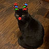 cat, black_cat, pet, animal, reindeer_antlers, red_nose, christmas, festive, sitting, indoor, wood_floor, hallway, furniture, chair, leather_bag, portrait, looking_at_camera, whiskers, shiny_fur, phone_screenshot