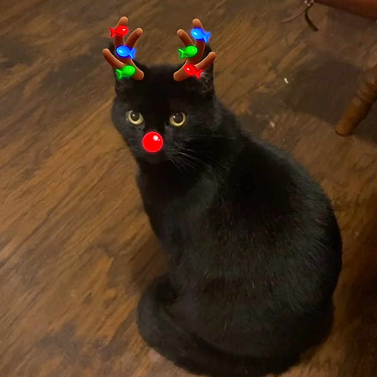 Spooky Girl joined the competition — help win amazing prizes! cat, black_cat, pet, animal, reindeer_antlers, red_nose, christmas, festive, sitting, indoor, wood_floor, hallway, furniture, chair, leather_bag, portrait, looking_at_camera, whiskers, shiny_fur, phone_screenshot