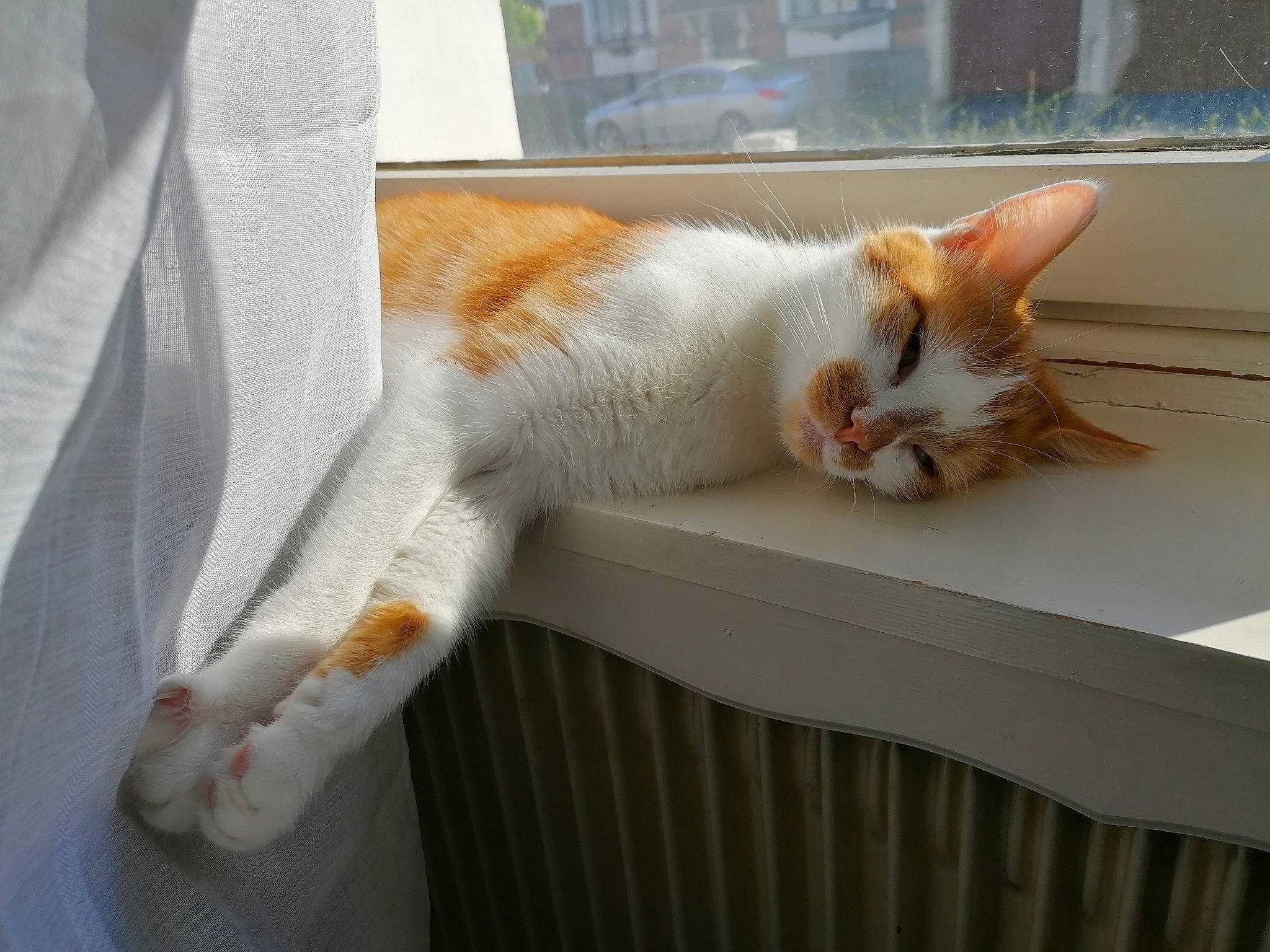 Marco a rejoint le concours — aidez-le/la à gagner de superbes lots ! carnivore, cat, comfort, domestic_short_haired_cat, fawn, felidae, fur, paw, small_to_medium_sized_cats, snout, tail, whiskers, window, wood