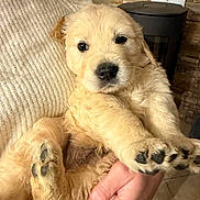 Aslan participe au concours pour gagner de l'argent avec cette photo : puppy, dog, golden_retriever, pet, fur, paws, cute, animal, indoor, cozy, hand, knitted_blanket, stone_wall, floor_tiles, closeup, young, portrait, mammal, companion, domestic_animal