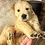 puppy, dog, golden_retriever, pet, fur, paws, cute, animal, indoor, cozy, hand, knitted_blanket, stone_wall, floor_tiles, closeup, young, portrait, mammal, companion, domestic_animal