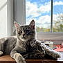 cat, kitten, gray_tabby, pets, animals, indoors, window, sky, clouds, wooden_surface, relaxing, cute, feline, companionship, daylight, whiskers, ears, eyes, fur, resting