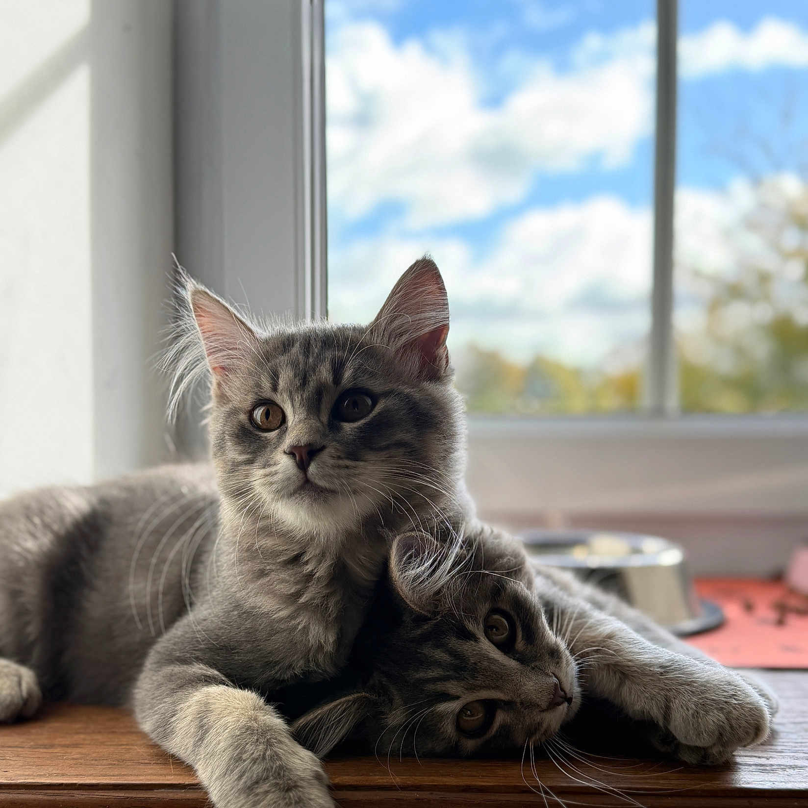 Maya Et Maddy a rejoint le concours — aidez-le/la à gagner de superbes lots ! animals, cat, clouds, companionship, cute, daylight, ears, eyes, feline, fur, gray_tabby, indoors, kitten, pets, relaxing, resting, sky, whiskers, window, wooden_surface