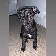 Snowie is registered to the contest to win money with this photo: puppy, dog, black_dog, brindle, floor, indoor, pet, animal, young_dog, cute, small_dog, sitting, looking_up, ears, whiskers, nose, eyes, fur, companion, domestic_animal