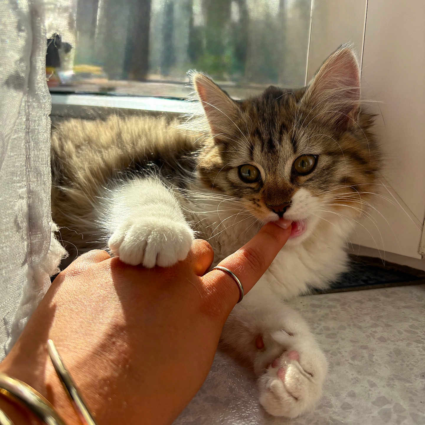 Molly a rejoint le concours — aidez-le/la à gagner de superbes lots ! animal, cat, claws, closeup, curtain, cute, domestic_animal, finger, fur, hand, indoor, interaction, kitten, paw, pet, playful, relaxation, sunlight, whiskers, window