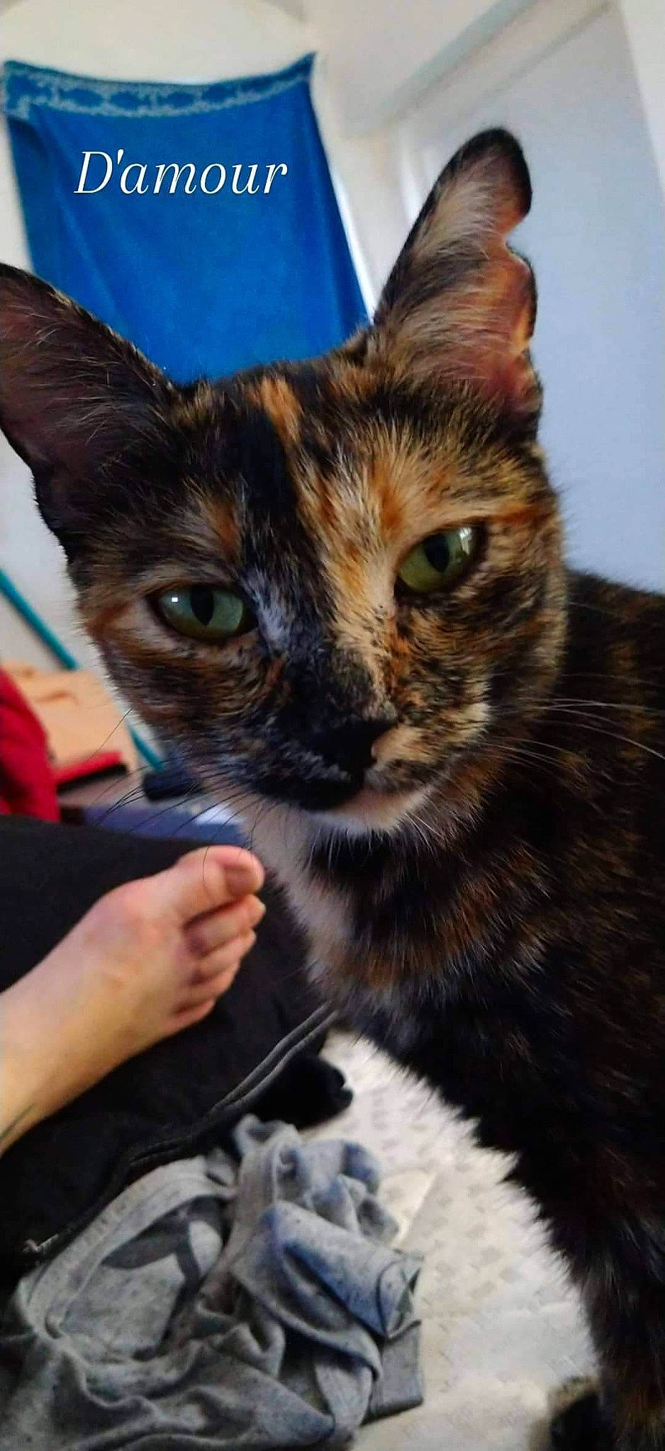 Pupuce participe au concours pour gagner de l'argent avec cette photo : american_shorthair, asian, carnivore, cat, domestic_short_haired_cat, ear, european_shorthair, felidae, fur, german_rex, kitten, mammal, oriental_longhair, small_to_medium_sized_cats, snout, toyger, whiskers