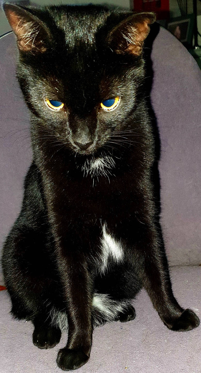 Mini a rejoint le concours — aidez-le/la à gagner de superbes lots ! asian, black_cat, bombay, burmese, carnivore, cat, domestic_short_haired_cat, felidae, havana_brown, mammal, small_to_medium_sized_cats, snout, tail, vertebrate, whiskers