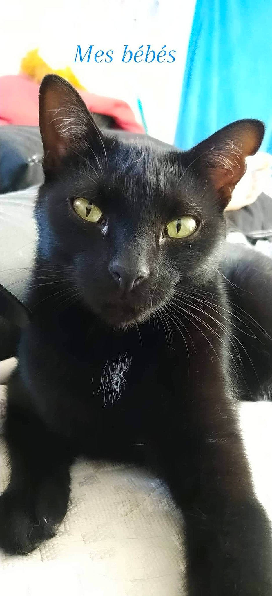 Mini participe au concours pour gagner de l'argent avec cette photo : asian, black_cat, bombay, burmese, carnivore, cat, domestic_short_haired_cat, felidae, havana_brown, javanese, korat, mammal, oriental_shorthair, polydactyl_cat, small_to_medium_sized_cats, snout, vertebrate, whiskers