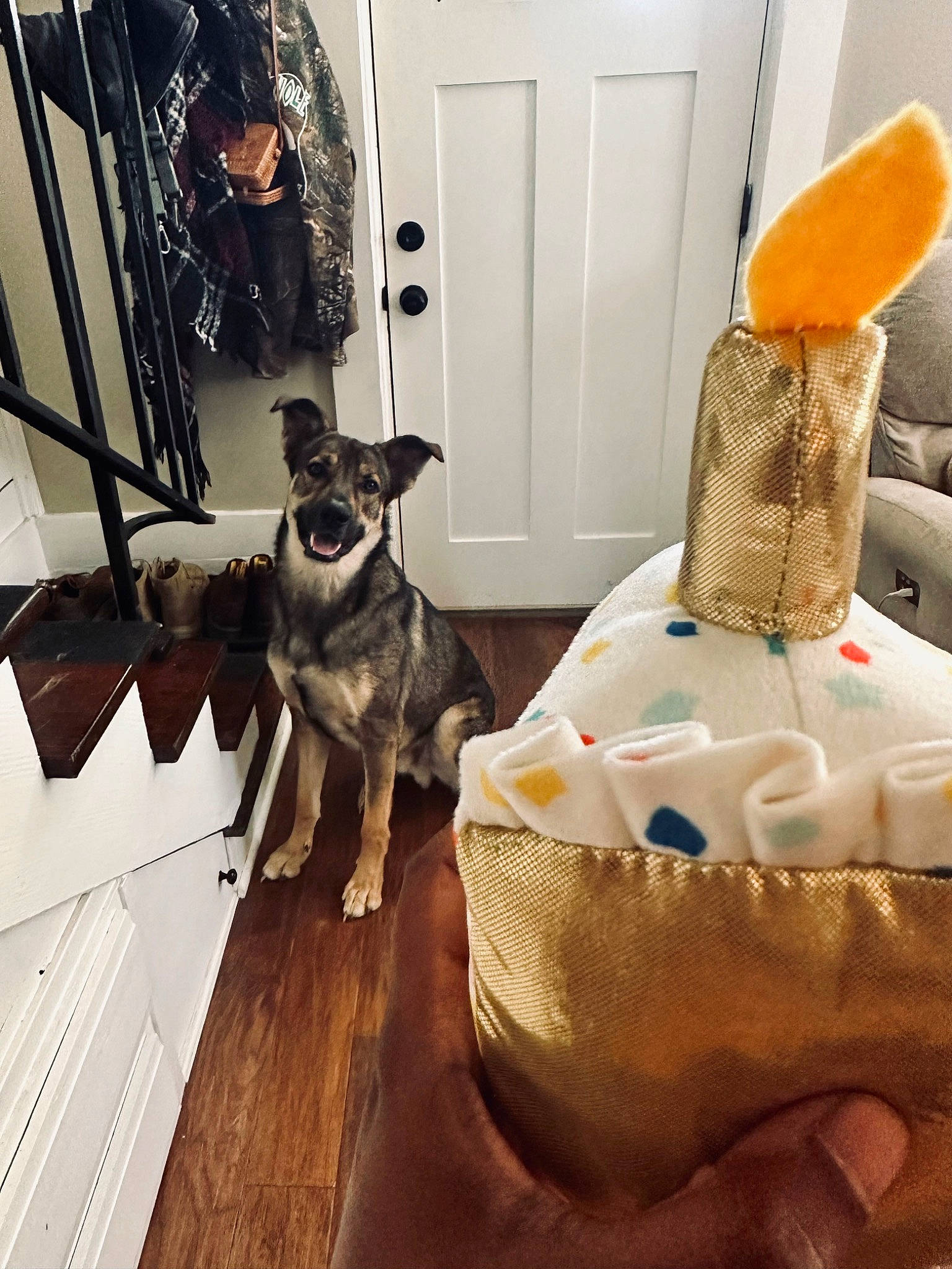 Grizzly joined the competition — help win amazing prizes! carnivore, clementine, companion_dog, couch, dog, dog_breed, dog_supply, door, eyewear, floor, flooring, fruit, grapefruit, hardwood, living_room, orange, tangelo, toy_dog, wood, working_animal