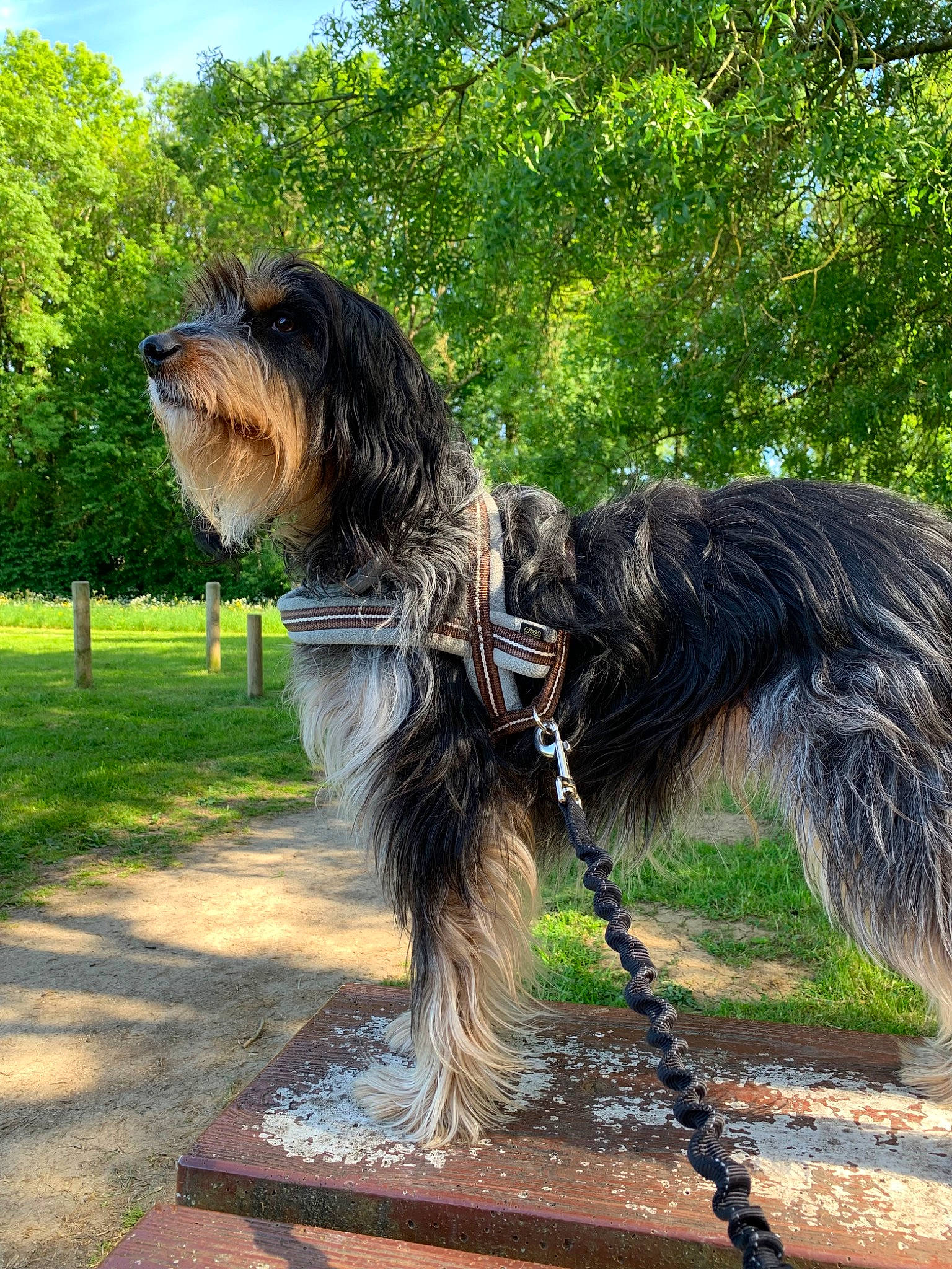 Newton participe au concours pour gagner de l'argent avec cette photo : canidae, carnivore, collar, companion_dog, dog, dog_breed, dog_supply, giant_dog_breed, grass, liver, plant, sky, sporting_group, tail, terrier, tree, working_animal, working_dog