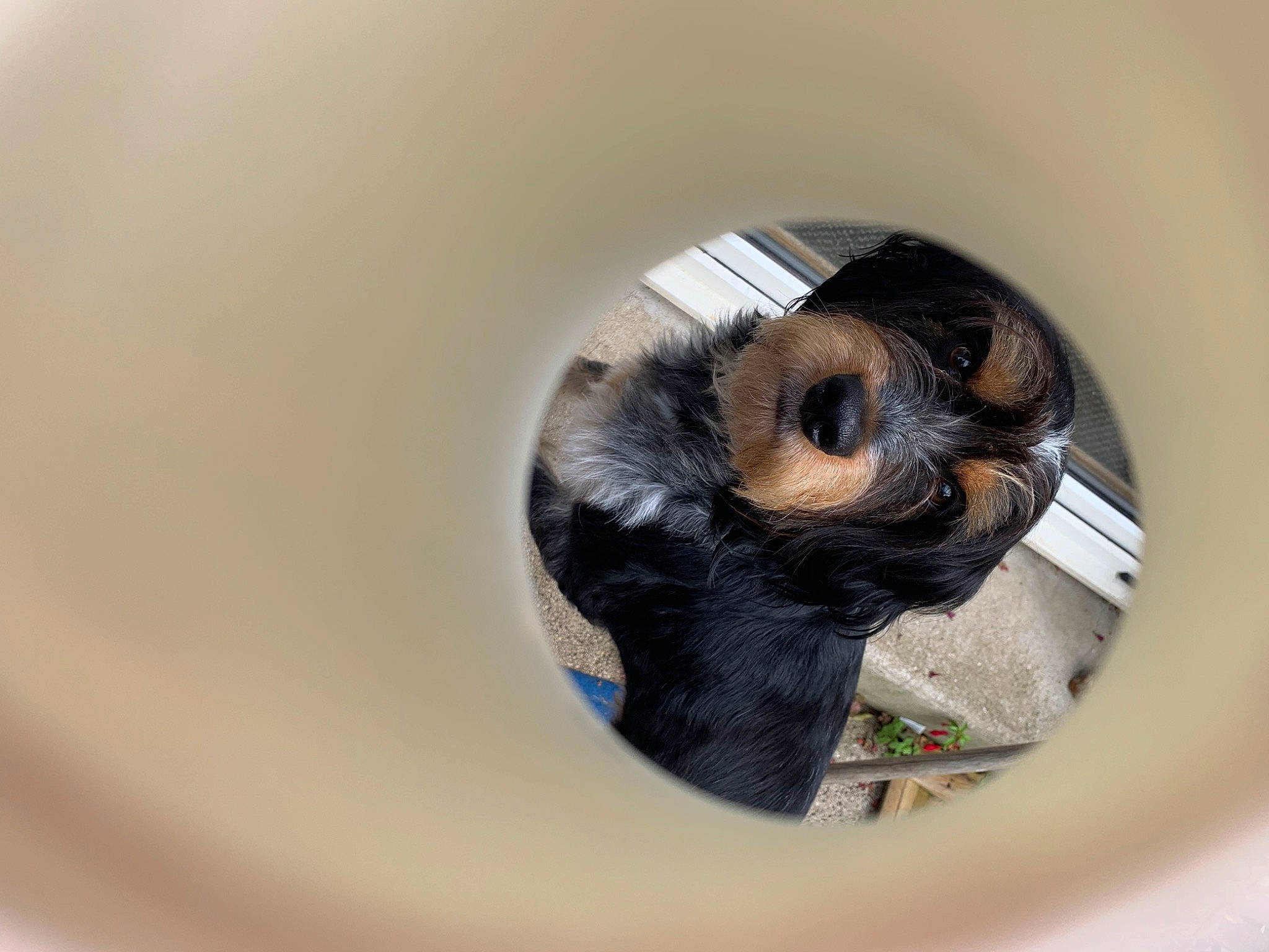 Newton participe au concours pour gagner de l'argent avec cette photo : bathing, camera_lens, cameras_optics, canidae, carnivore, circle, comfort, companion_dog, dog_breed, fawn, felidae, fur, lens, pet_supply, snout, sporting_group, toy_dog, whiskers, wildlife, window