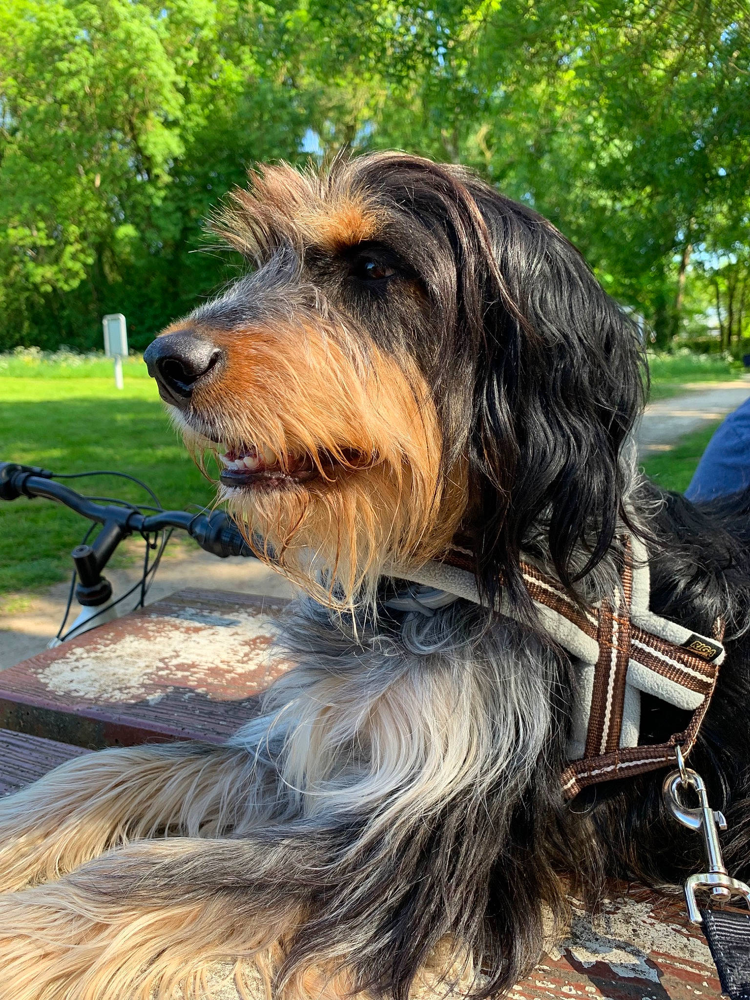 Newton participe au concours pour gagner de l'argent avec cette photo : canidae, carnivore, companion_dog, dog, dog_breed, dog_supply, grass, liver, plant, small_terrier, snout, sporting_group, terrier, tree, water_dog, working_animal, working_dog