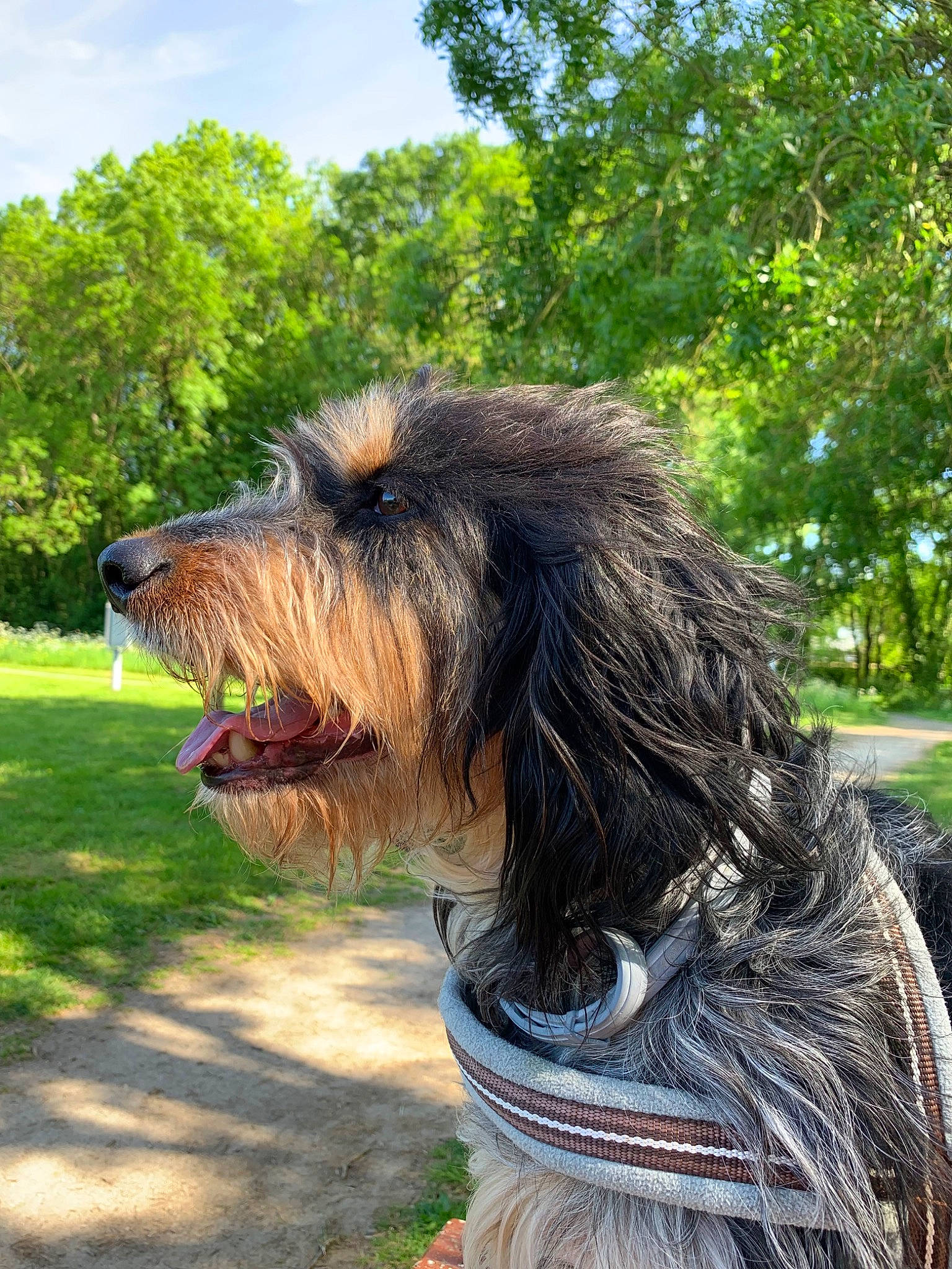 Newton participe au concours pour gagner de l'argent avec cette photo : canidae, carnivore, cloud, collar, companion_dog, dog, dog_breed, dog_collar, fur, grass, liver, plant, sky, snout, sporting_group, terrier, tree, water_dog, working_animal, yawn