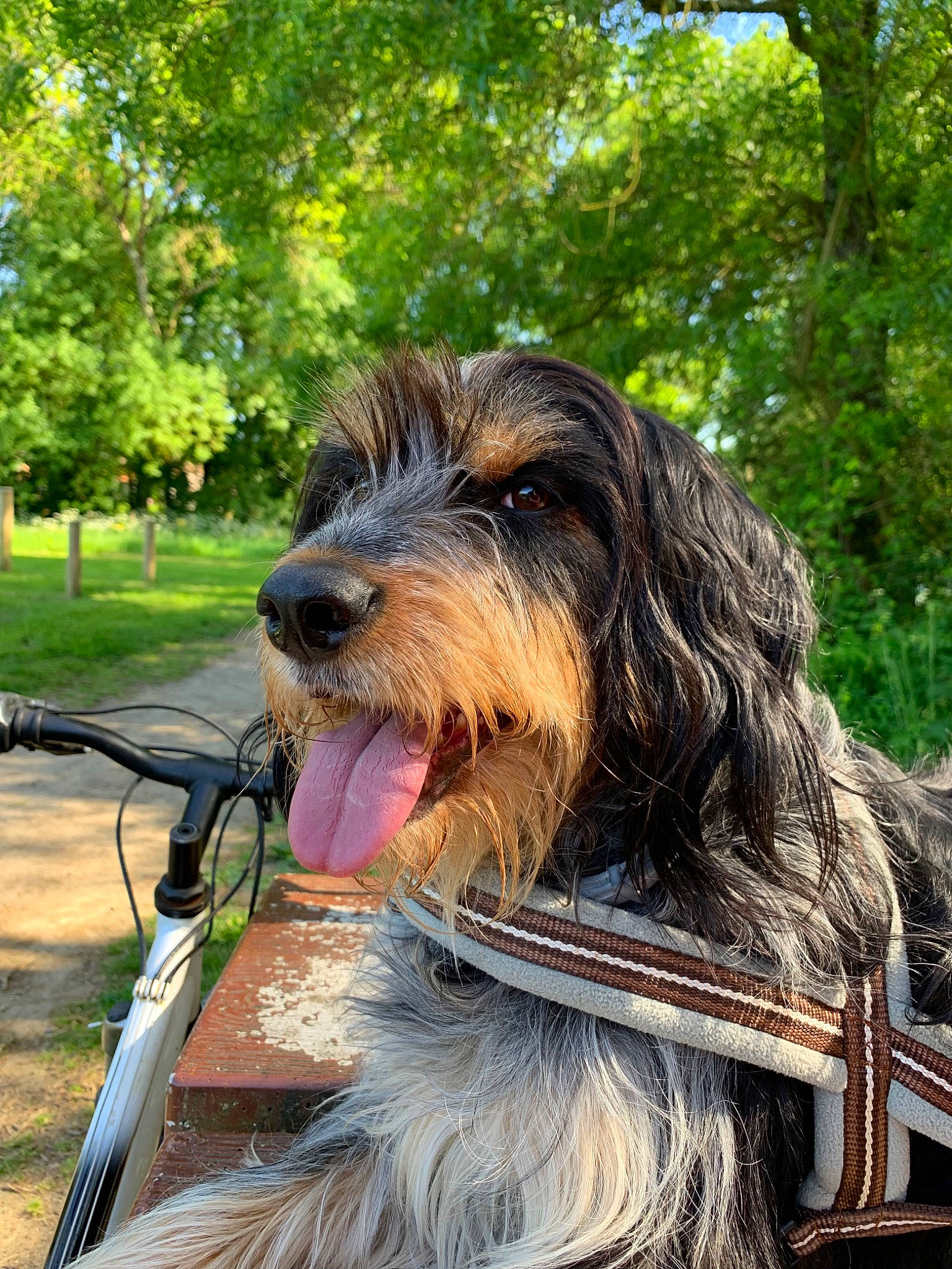Newton participe au concours pour gagner de l'argent avec cette photo : canidae, carnivore, collar, companion_dog, corn_on_the_cob, dog, dog_breed, giant_dog_breed, grass, hunting_dog, liver, plant, snout, sporting_group, terrier, tree, water_dog, working_animal, working_dog