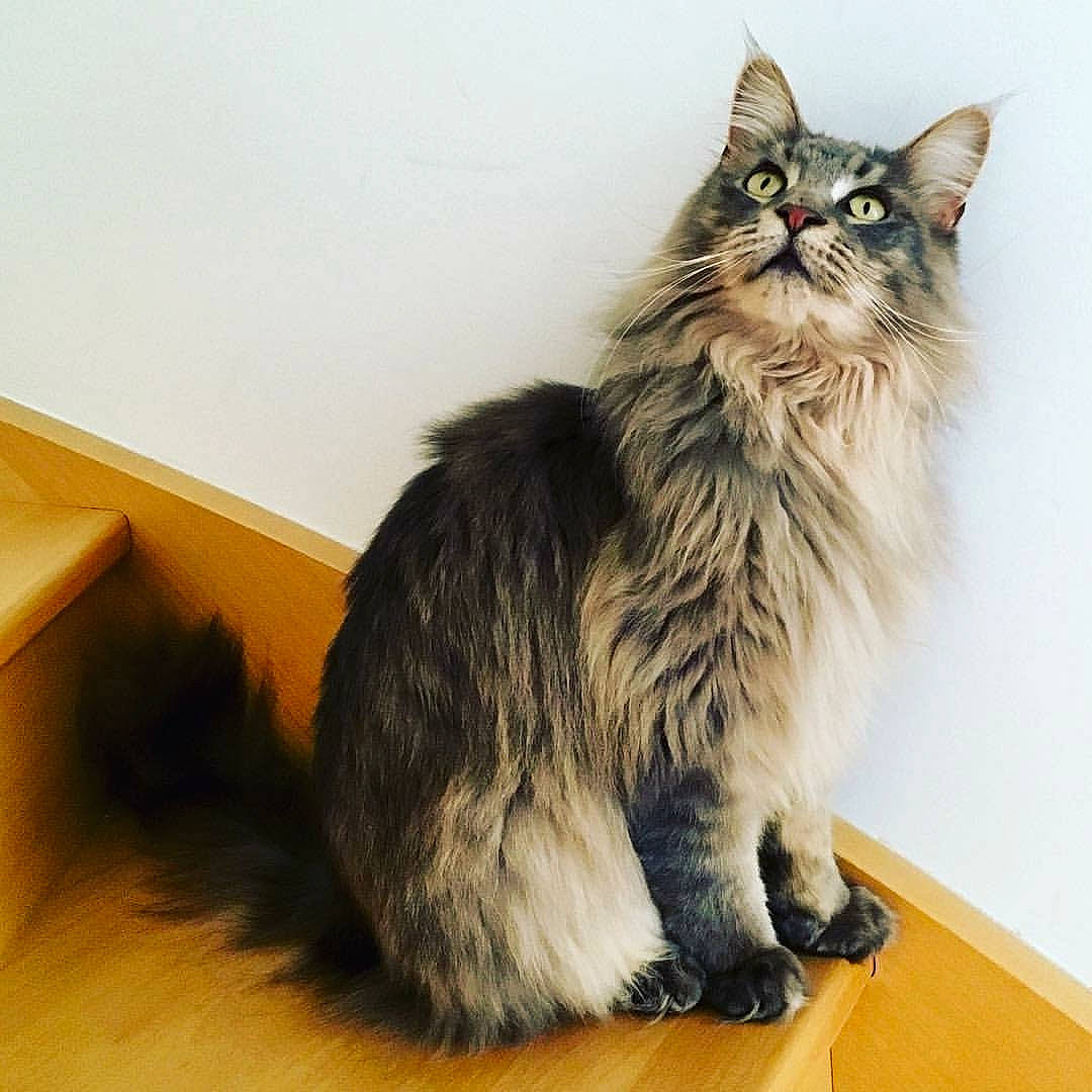 Inah participe au concours pour gagner de l'argent avec cette photo : british_longhair, carnivore, cat, claw, domestic_short_haired_cat, felidae, flooring, fur, hardwood, maine_coon, paw, siberian, sitting, small_to_medium_sized_cats, tail, terrestrial_animal, whiskers, wood