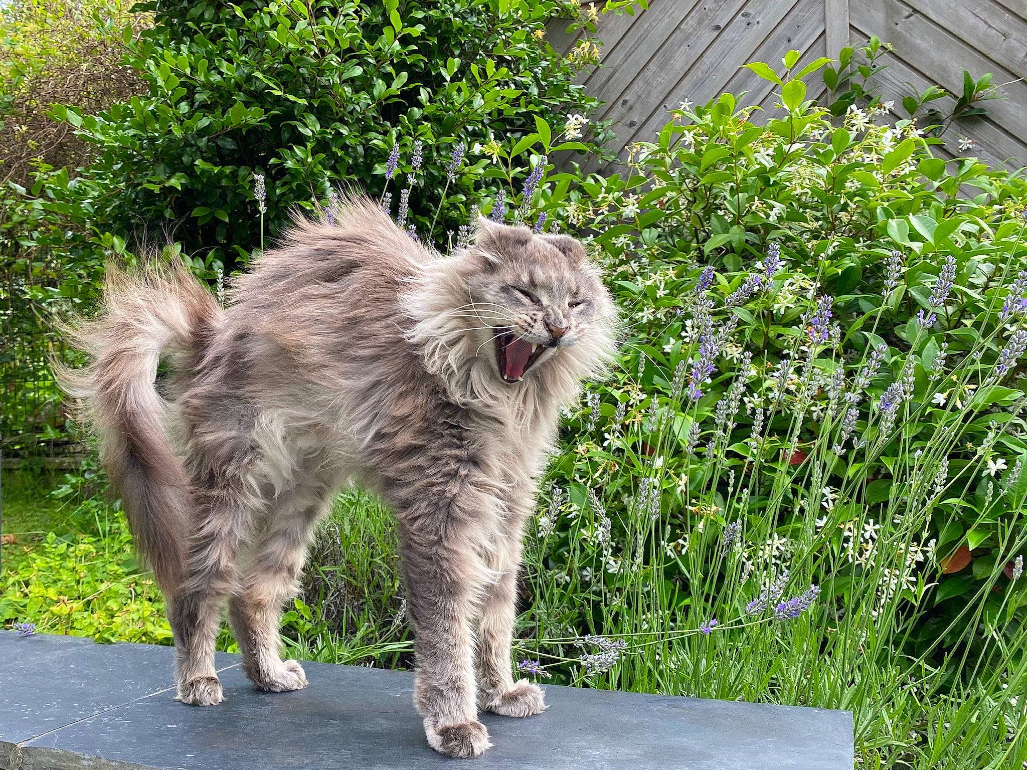 Inah participe au concours pour gagner de l'argent avec cette photo : botany, british_longhair, carnivore, cat, dog_breed, fawn, felidae, fur, grass, groundcover, herb, plant, shrub, small_to_medium_sized_cats, snout, tail, terrestrial_animal, whiskers, wildlife, working_animal