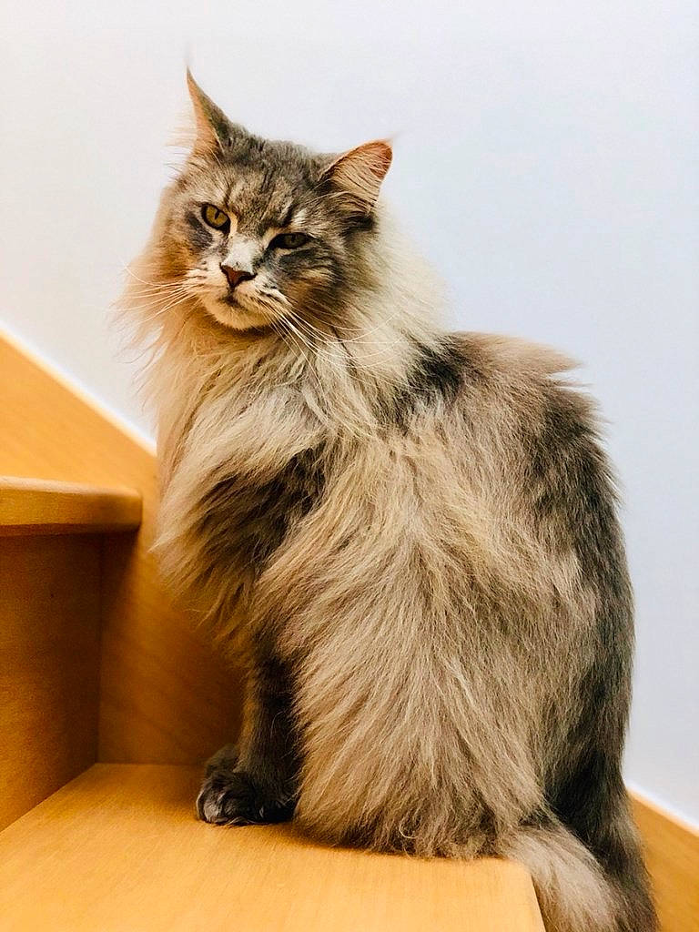 Inah participe au concours pour gagner de l'argent avec cette photo : box, british_longhair, carnivore, cat, claw, fawn, felidae, fur, maine_coon, paw, small_to_medium_sized_cats, snout, tail, terrestrial_animal, whiskers, wood