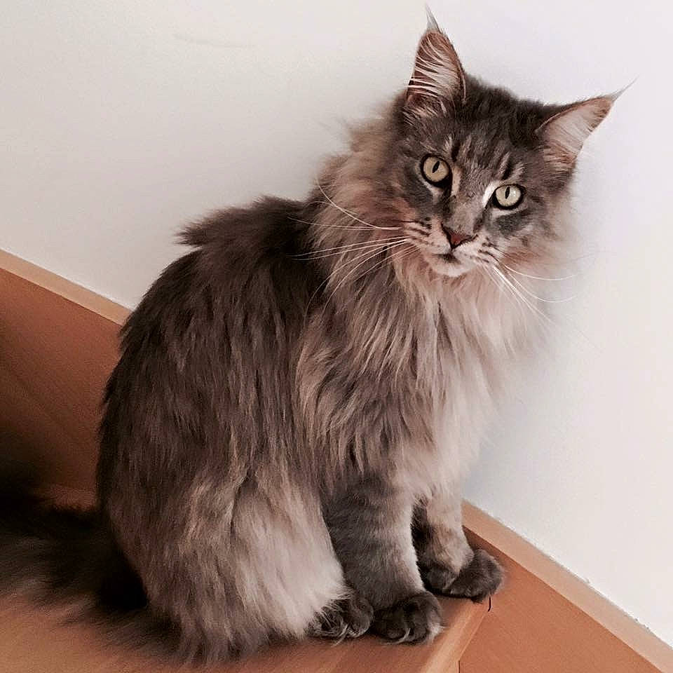 Inah a rejoint le concours — aidez-le/la à gagner de superbes lots ! box, british_longhair, carnivore, cat, claw, domestic_short_haired_cat, felidae, fur, iris, maine_coon, paw, ragdoll, sitting, small_to_medium_sized_cats, snout, tail, terrestrial_animal, whiskers