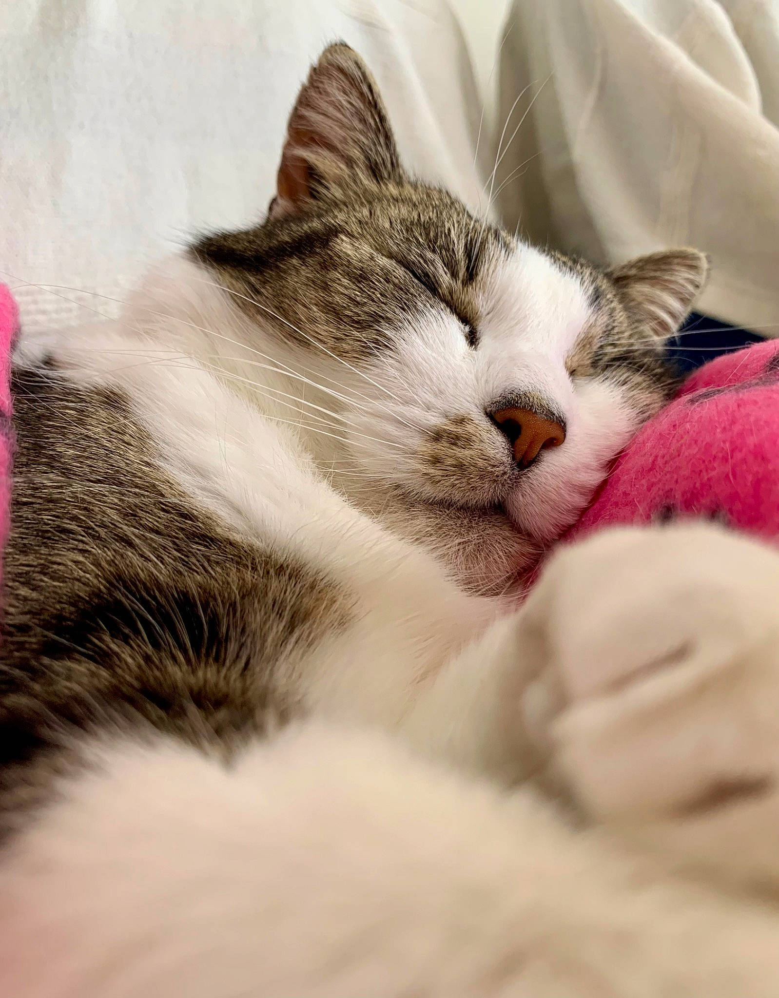 Maya participe au concours pour gagner de l'argent avec cette photo : carnivore, cat, claw, comfort, domestic_short_haired_cat, eye, felidae, fur, head, love, nap, paw, sleep, small_to_medium_sized_cats, snout, tail, whiskers