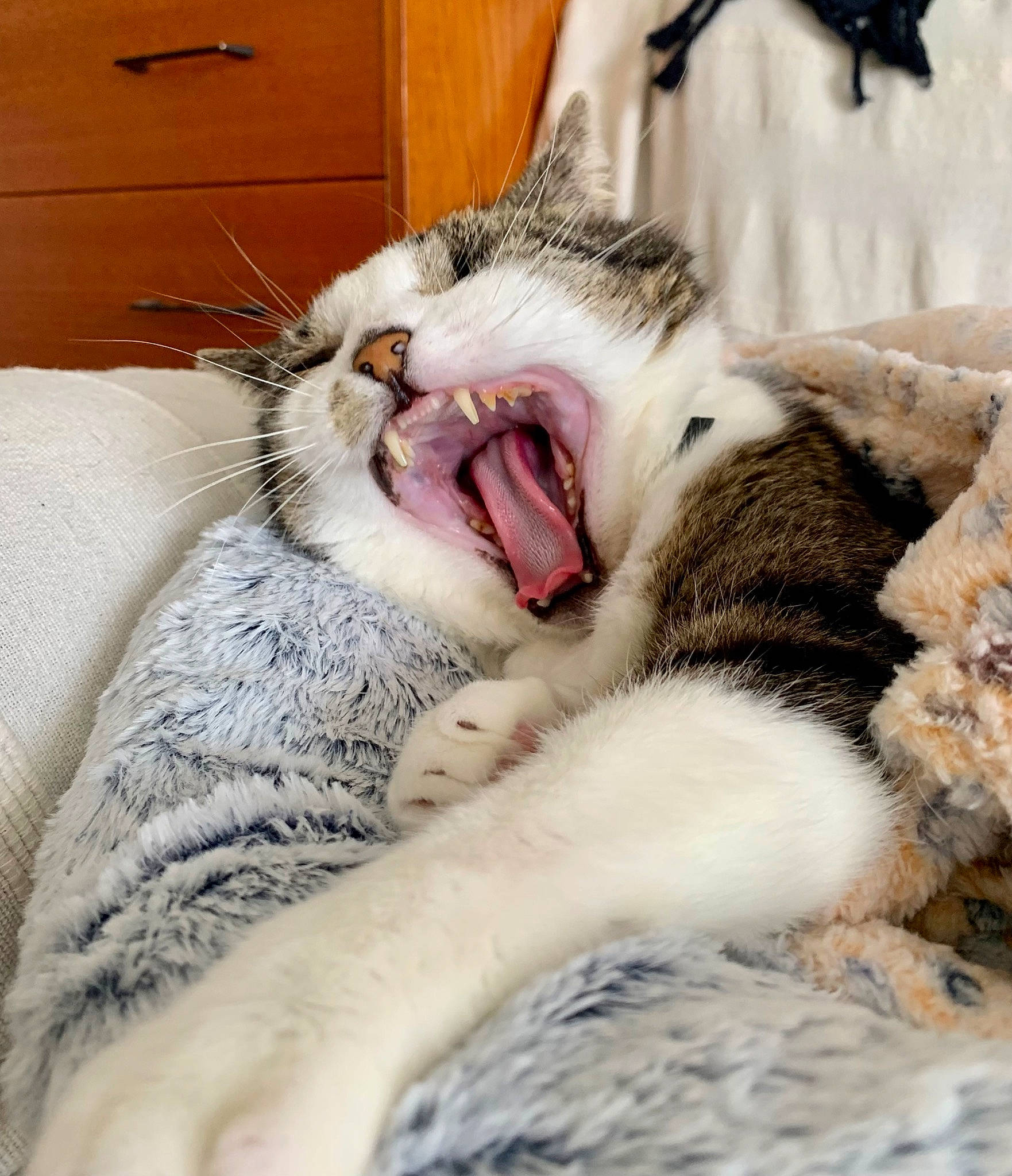 Maya a rejoint le concours — aidez-le/la à gagner de superbes lots ! cabinetry, carnivore, cat, chest_of_drawers, claw, comfort, cupboard, domestic_short_haired_cat, drawer, fang, felidae, fur, nap, paw, sleep, small_to_medium_sized_cats, snout, terrestrial_animal, whiskers, yawn