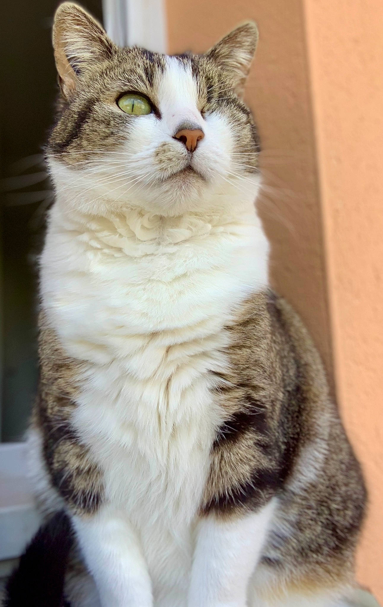 Maya participe au concours pour gagner de l'argent avec cette photo : carnivore, cat, claw, domestic_short_haired_cat, felidae, foot, fur, paw, sitting, small_to_medium_sized_cats, snout, tail, whiskers, window