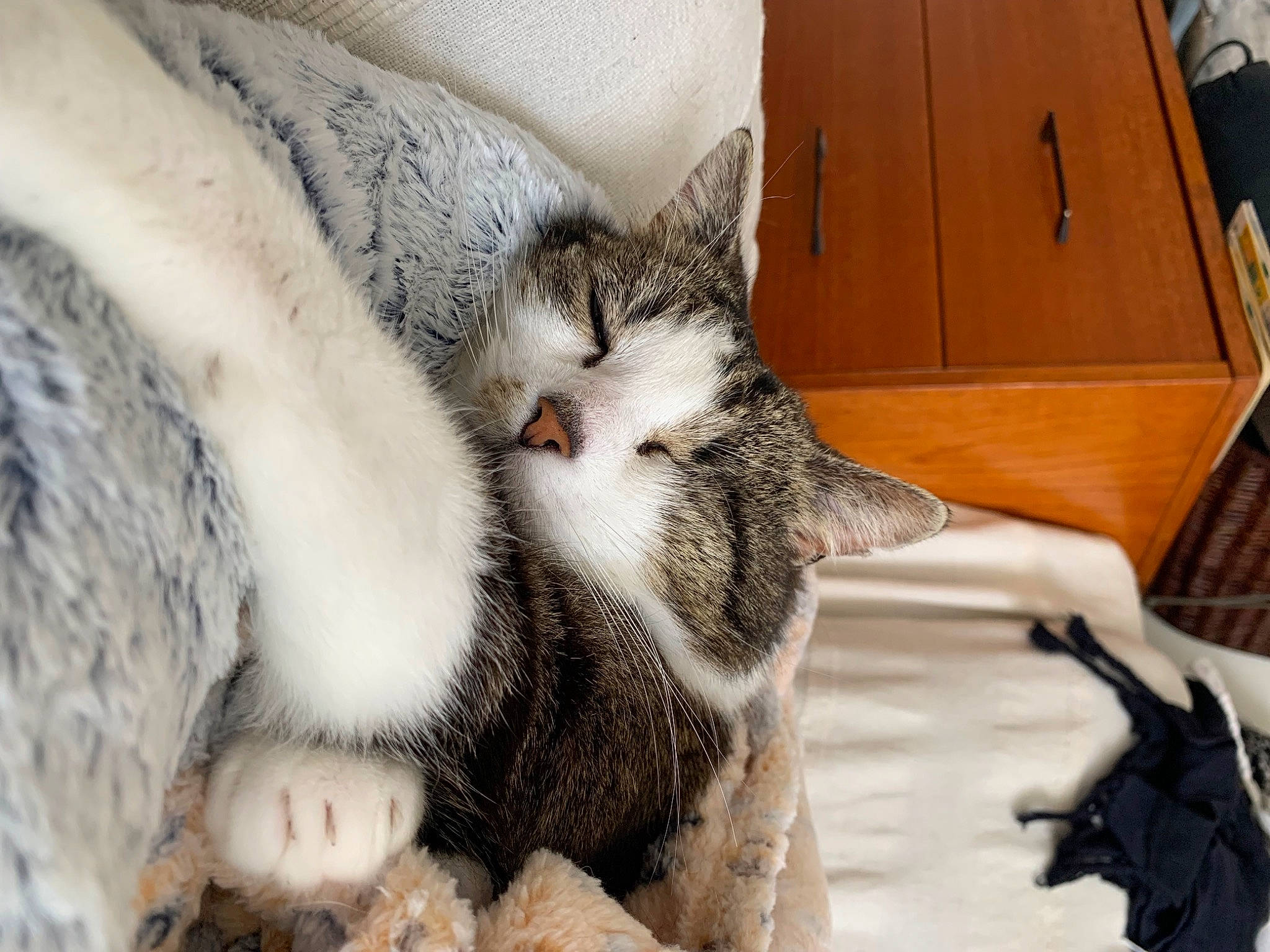 Maya participe au concours pour gagner de l'argent avec cette photo : cabinetry, carnivore, cat, chest_of_drawers, claw, comfort, domestic_short_haired_cat, drawer, felidae, fur, grey, hardwood, nap, paw, shipping_box, small_to_medium_sized_cats, snout, tail, whiskers, wood