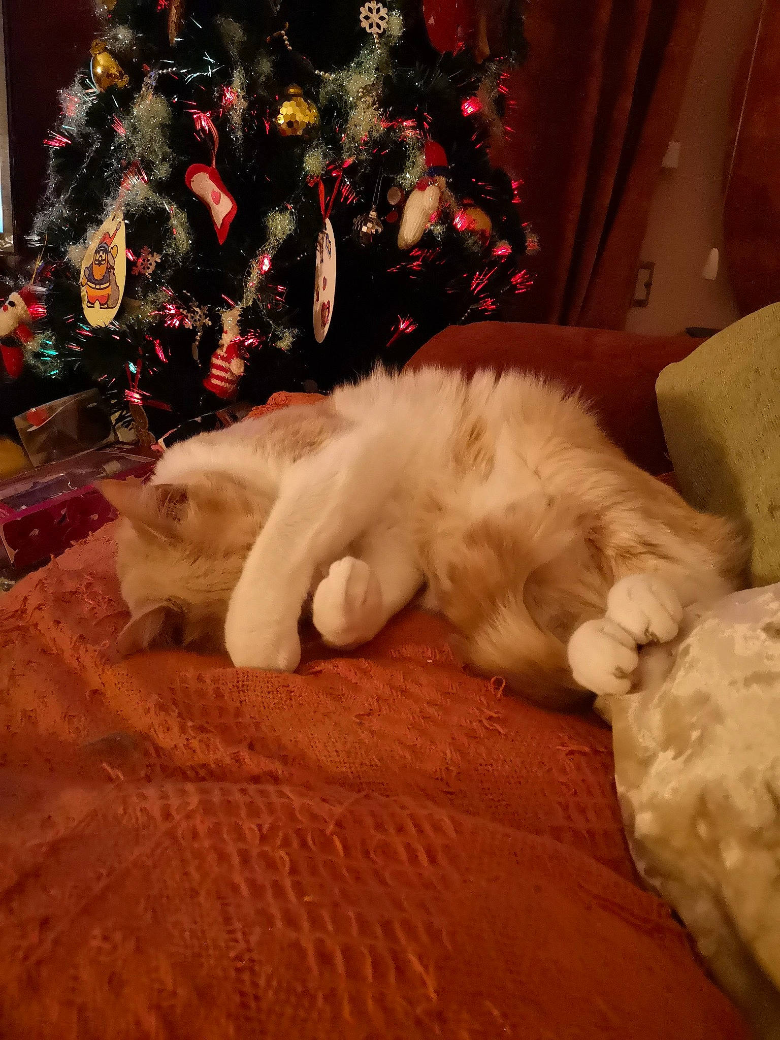 Jingles is registered to the contest to win money with this photo: american_curl, carnivore, cat, domestic_long_haired_cat, fawn, felidae, fur, paw, persian, ragdoll, small_to_medium_sized_cats, tail, whiskers