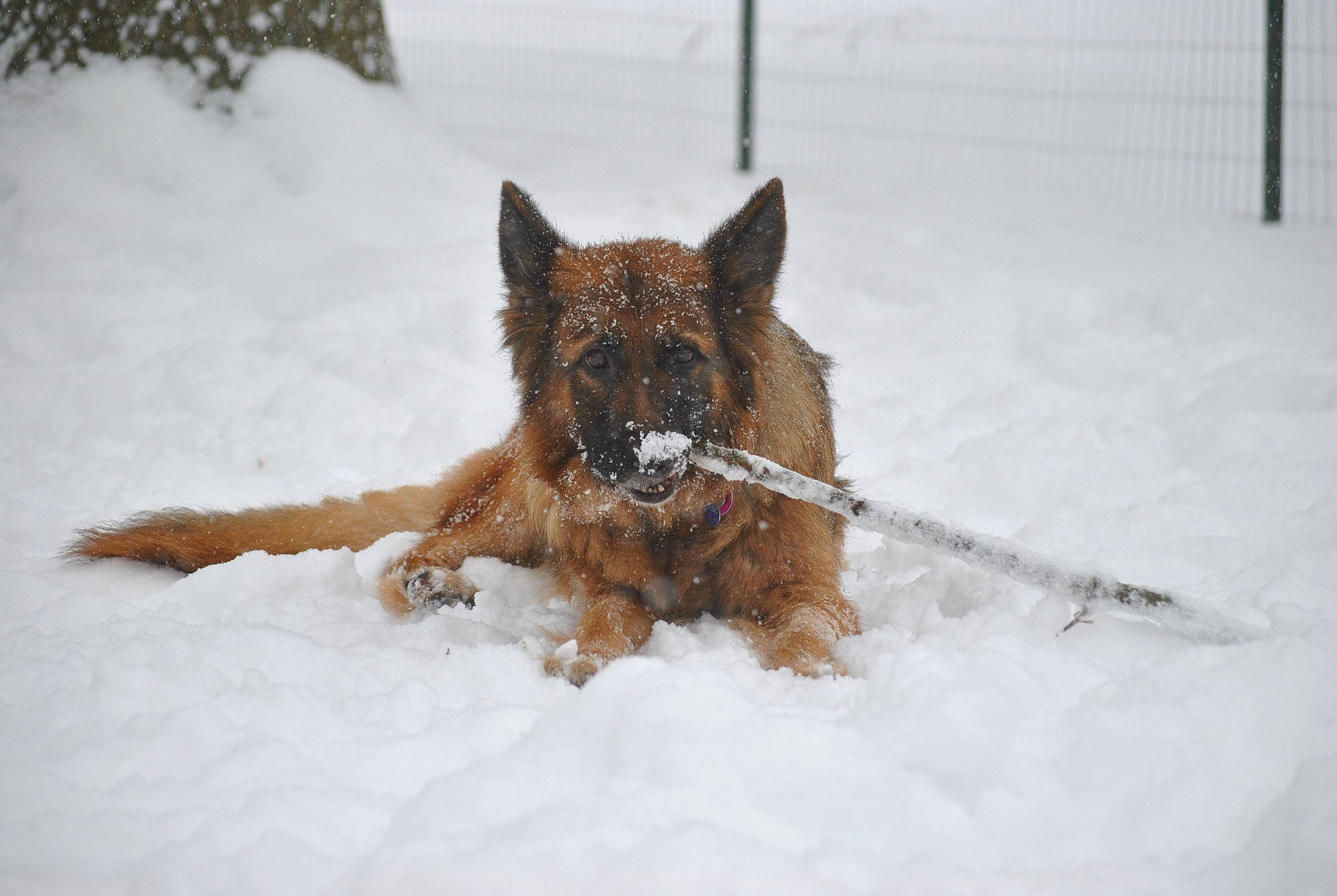 Rose is registered to the contest to win money with this photo: canidae, canis, carnivore, dog, dog_breed, fawn, freezing, fur, guard_dog, herding_dog, liver, old_german_shepherd_dog, snow, tail, terrestrial_animal, tire, water, winter, working_animal, working_dog