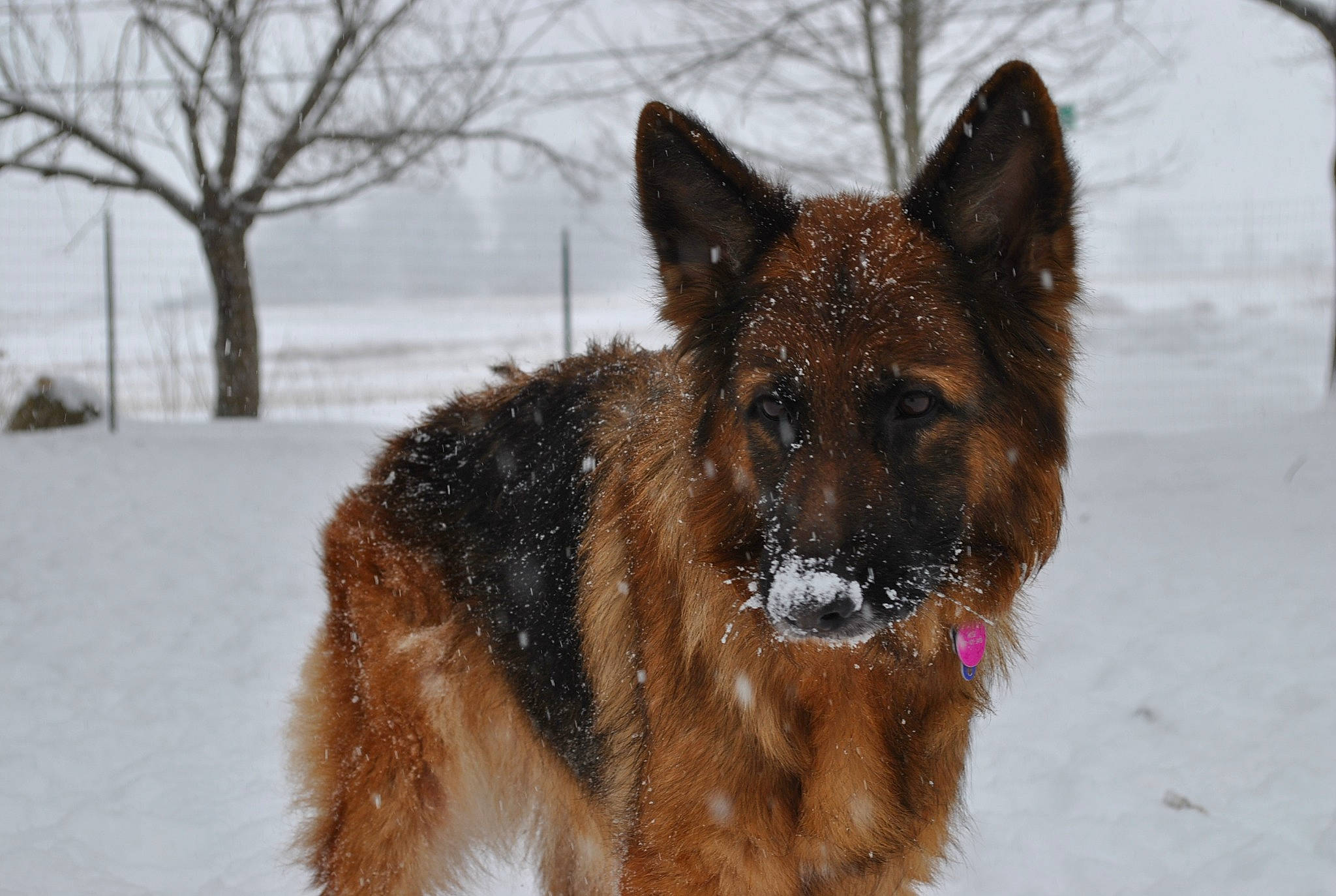 Rose is registered to the contest to win money with this photo: canidae, carnivore, dog, dog_breed, east_european_shepherd, event, freezing, fur, german_shepherd_dog, king_shepherd, old_german_shepherd_dog, snout, snow, sporting_group, terrestrial_animal, tervuren, tree, winter, working_animal, working_dog