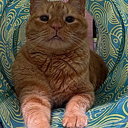 Tj is registered to the contest to win money with this photo: cat, ginger_cat, animal, pet, feline, whiskers, paws, tunnel, patterned_tunnel, orange_fur, indoor, cute, relaxed, close_up, portrait, stretching, curious, fur, tabby, eyes