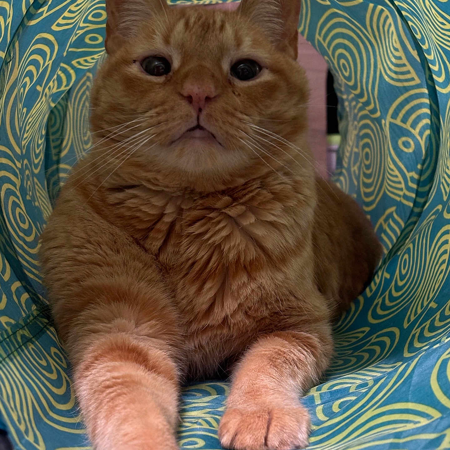 Tj is registered to the contest to win money with this photo: cat, ginger_cat, animal, pet, feline, whiskers, paws, tunnel, patterned_tunnel, orange_fur, indoor, cute, relaxed, close_up, portrait, stretching, curious, fur, tabby, eyes