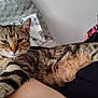 Tigee is registered to the contest to win money with this photo: animal, arm, bed, blanket, cat, closeup, cozy, domestic_animal, feline, furniture, hand, indoor, person, pet, pillow, resting, striped_fur, tabby_cat, tattoo, whiskers